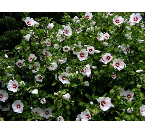 Гібіскус сирійський  Сноу Беррі, насіння (Hibiscus syriacus Snow Berrу)